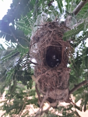 Chalcomitra senegalensis gutturalis