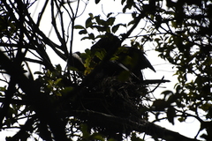 Microcarbo melanoleucos brevirostris