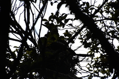 Microcarbo melanoleucos brevirostris