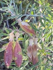 Lessertia frutescens