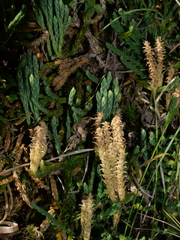 Diphasiastrum alpinum