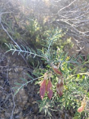 Lessertia frutescens