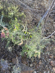 Lessertia frutescens