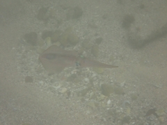 Sepioteuthis australis