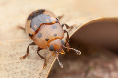 Ischyrus