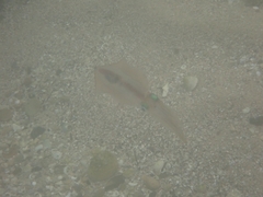 Sepioteuthis australis