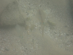 Sepioteuthis australis