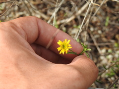 Pulicaria paludosa