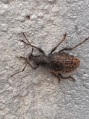 Otiorhynchus sulcatus