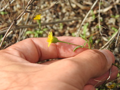 Pulicaria paludosa