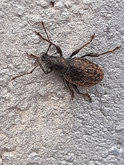 Otiorhynchus sulcatus