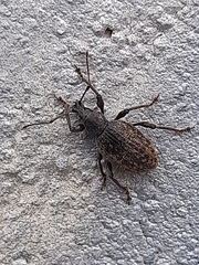 Otiorhynchus sulcatus