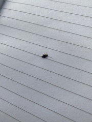 Liocoris tripustulatus