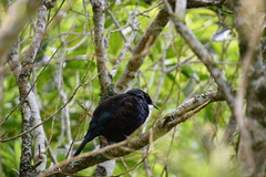 Prosthemadera novaeseelandiae
