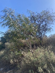 Phyllodineae