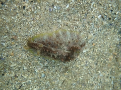 Dolabrifera brazieri