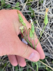 Lactuca inermis
