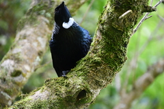 Prosthemadera novaeseelandiae