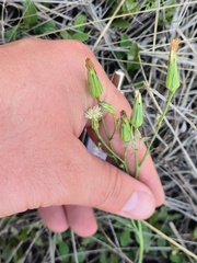 Lactuca inermis