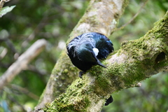 Prosthemadera novaeseelandiae
