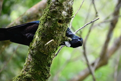 Prosthemadera novaeseelandiae