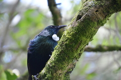 Prosthemadera novaeseelandiae