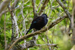 Prosthemadera novaeseelandiae