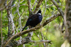 Prosthemadera novaeseelandiae