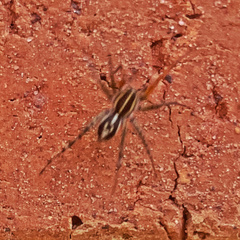 Nyssus coloripes