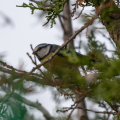 Cyanistes caeruleus