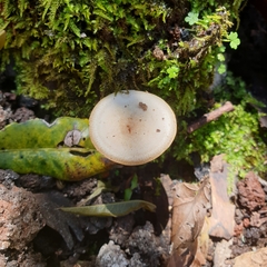 Favolaschia manipularis