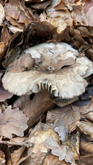 Clitocybe nebularis