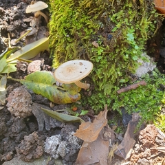 Favolaschia manipularis
