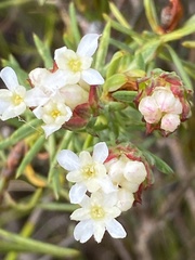 Gnidia pinifolia