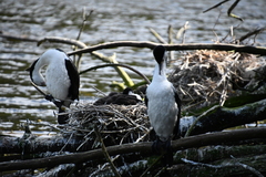 Phalacrocorax varius varius