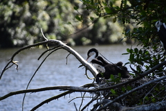 Phalacrocorax varius varius