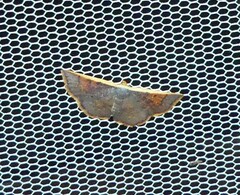 Picromorpha pyrrhopa