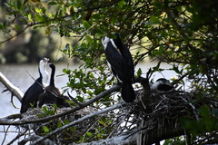 Phalacrocorax varius varius