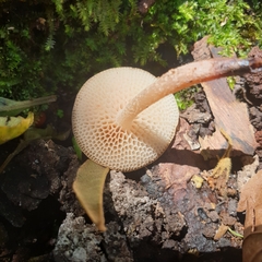 Favolaschia manipularis