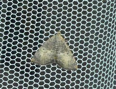 Chrysolarentia mecynata