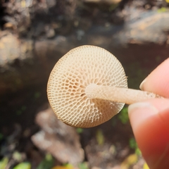 Favolaschia manipularis