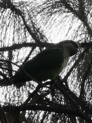 Myiopsitta monachus