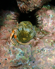 Dardanus pedunculatus