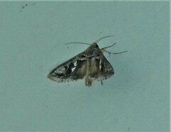 Chrysodeixis argentifera