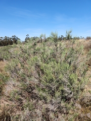 Dicerothamnus rhinocerotis