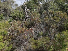 Eucalyptus petrensis