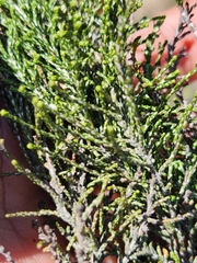 Dicerothamnus rhinocerotis