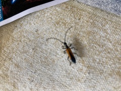 Stenoderus suturalis