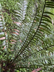 Encephalartos