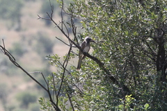 Lophoceros nasutus